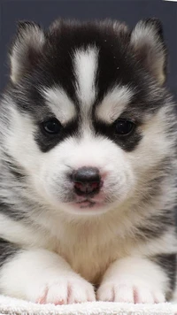 ojos azules, lindo, esponjoso, husky, cachorro husky