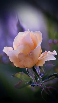 blume, rose