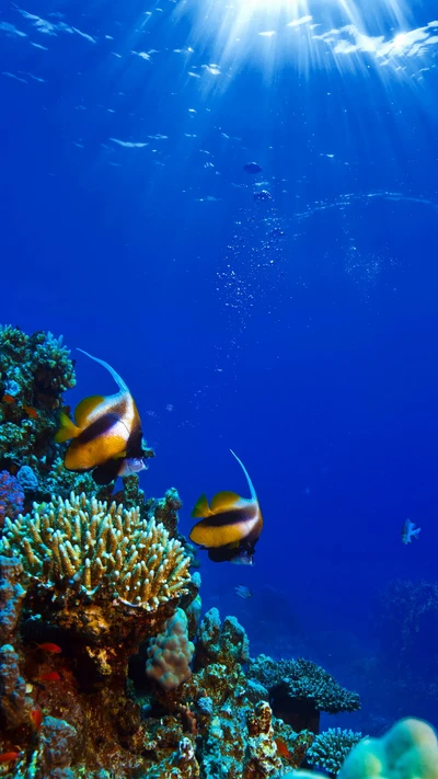 coral, peixe, oceano, submarino, subaquático