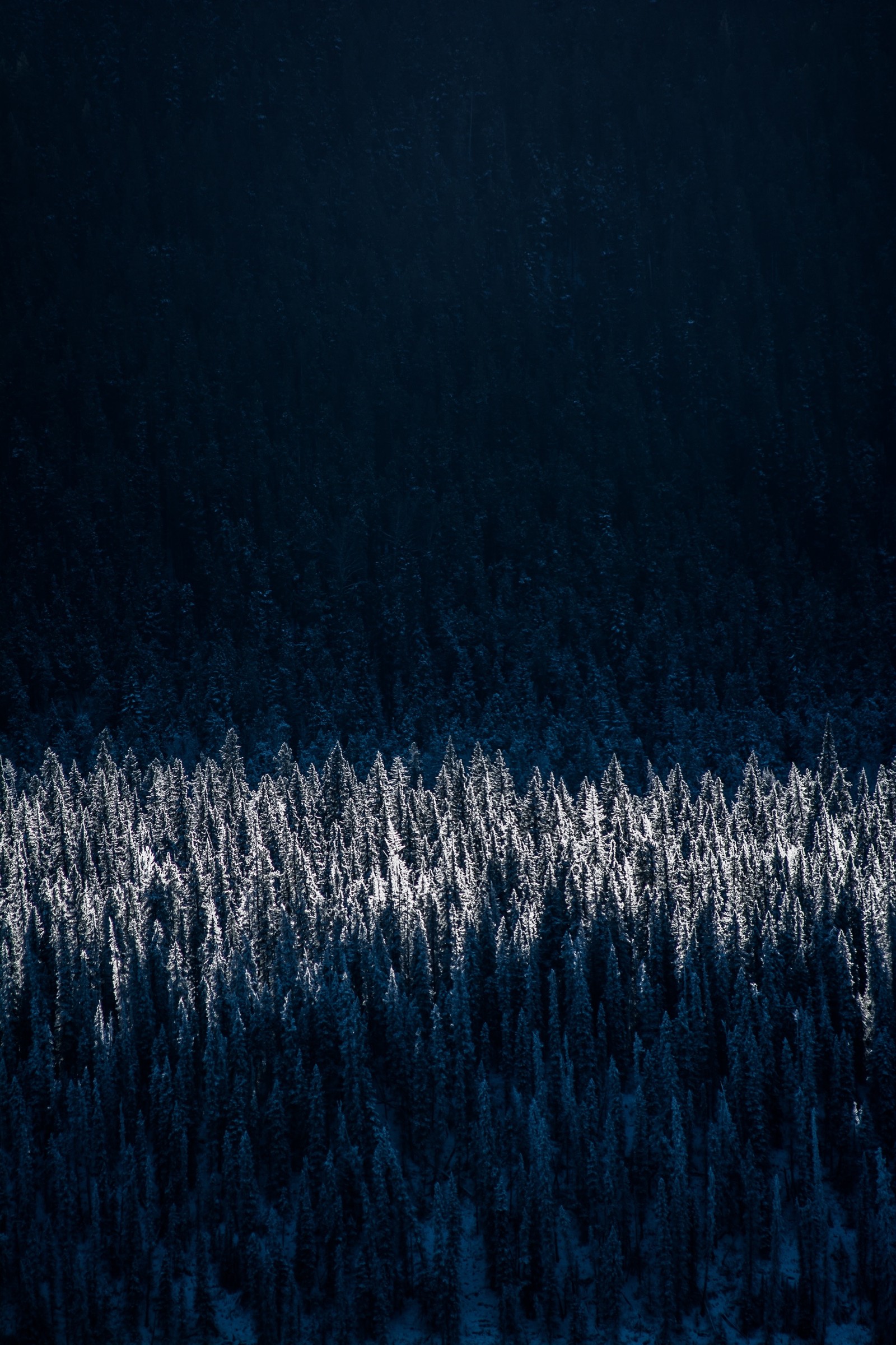 Araffes girafas na neve em uma floresta à noite (paisagem, montanha, natureza, árvore, bosques)