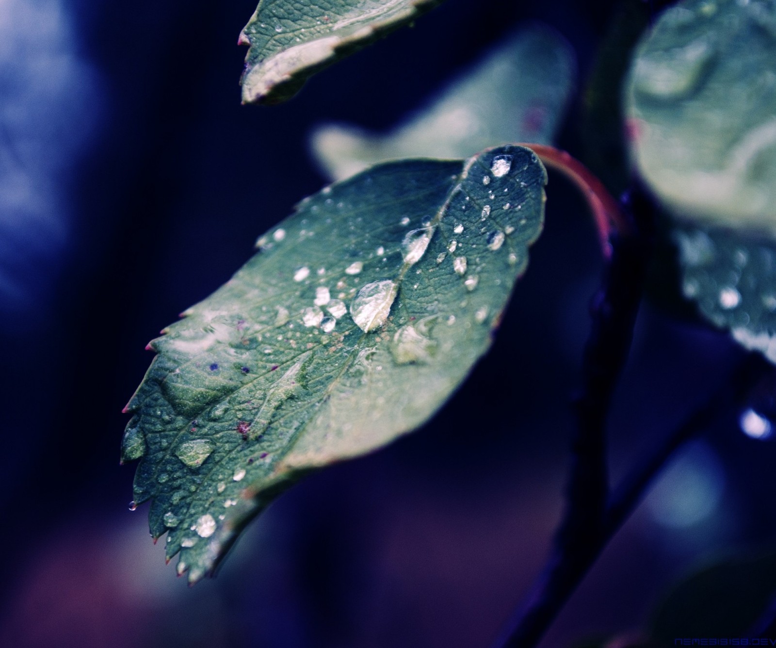 Un primer plano de una hoja con gotas de agua sobre ella (gotas, hoja, hojas, lluvia, gotas de lluvia)