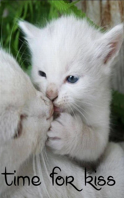 Hora de un beso: Adorables gatitos blancos compartiendo un dulce momento