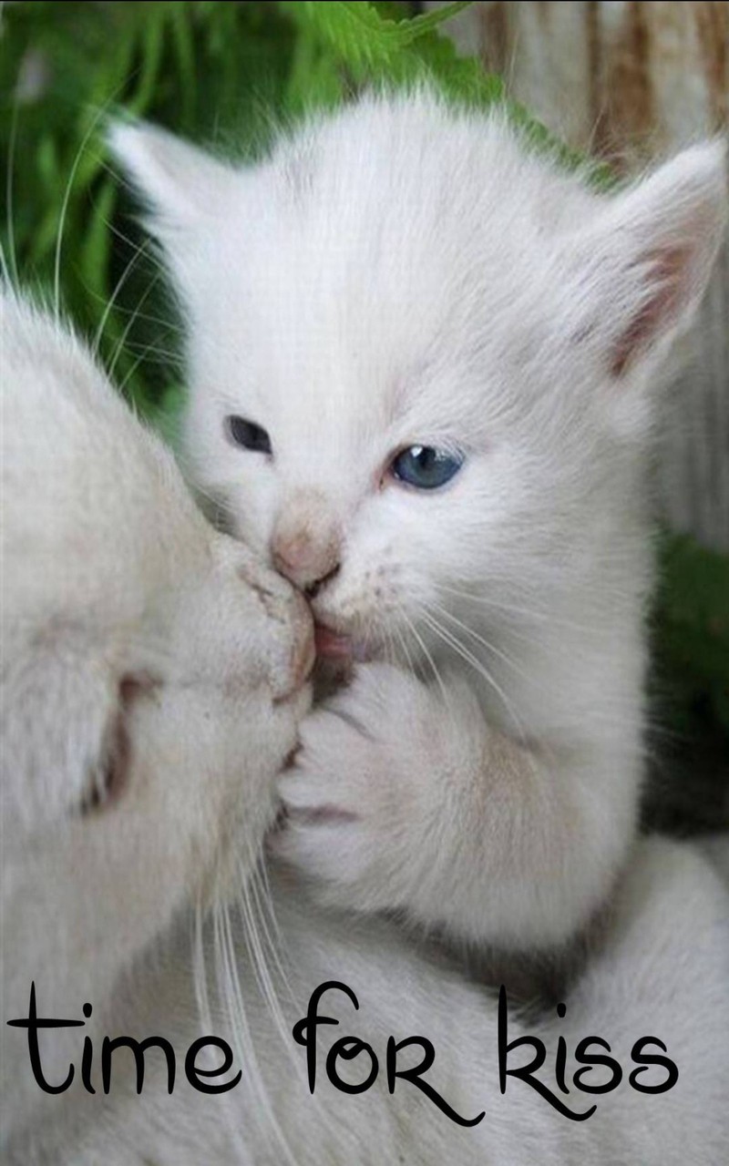 Белый кот целует белого кота (кот, кошки, поцелуй, котёнок, котята)