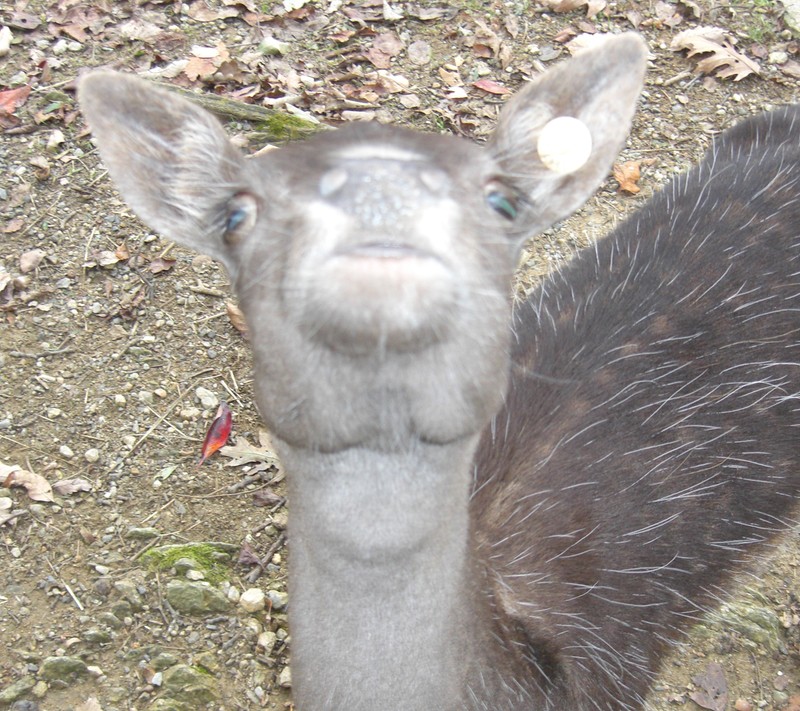 Um close-up da cabeça de um cervo com uma câmera anexada (animais, engraçado)