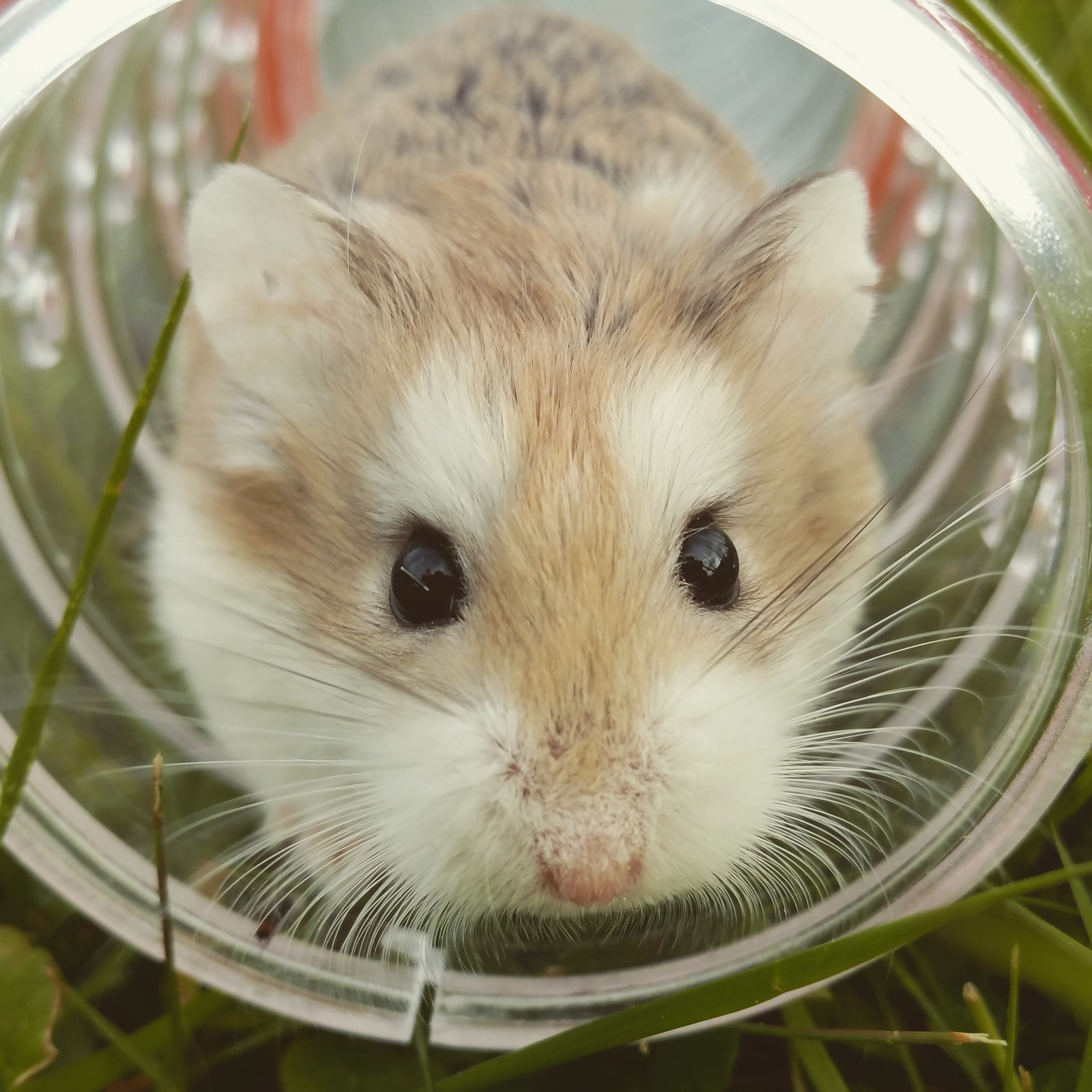 Téléchargez le fond d'écran hamster, rongeur, animalerie, souris, gerbille