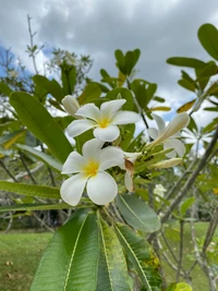 Frangipani blüht zwischen üppigem grünem Laub im Tageslicht