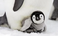 Adorable polluelo de pingüino emperador acurrucado bajo el ala de su padre