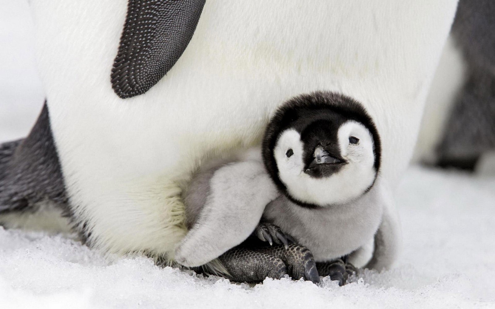 Hay dos pingüinos que están de pie uno al lado del otro (pingüino, ternura, pájaro no volador, ave, pingüino emperador)