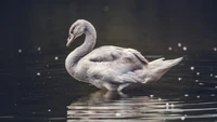 Грациозный молодой лебедь скользит по спокойной водной поверхности.