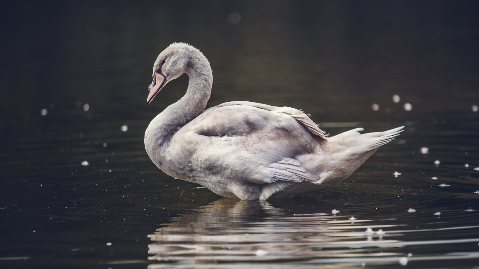 Лебедь, стоящий в воде (утка, животные)