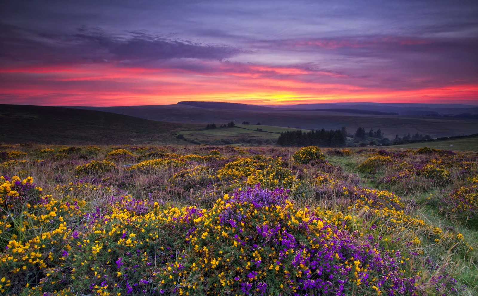 A field full of flowers with a sunset in the background (sunset, nature, wildflower, flower, meadow)