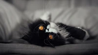 Playful Black and White Kitten with Striking Orange Eyes