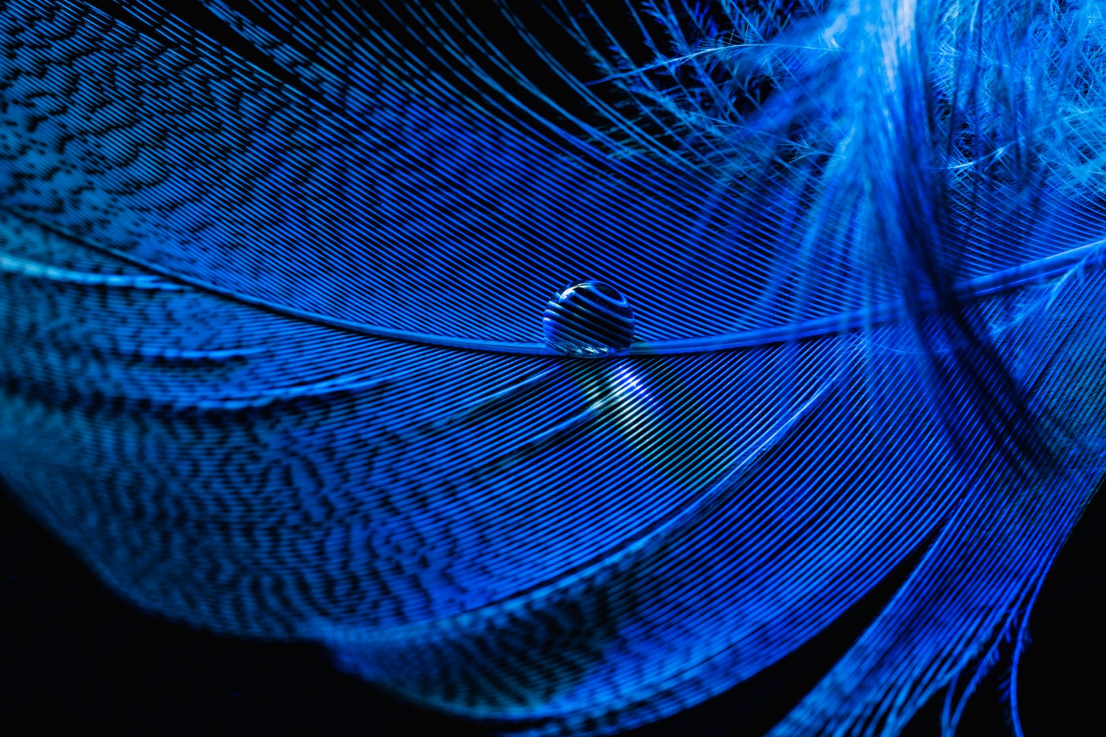 Primer plano de una pluma azul con fondo negro (blue feather, macro, gota de agua, fotografía de primer plano, gotas de rocío)