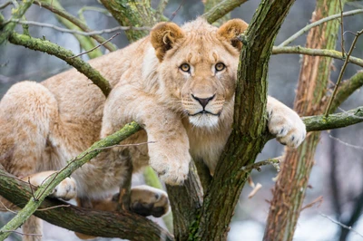 Cachorro de leona joven descansando en las ramas de un árbol en un zoológico.