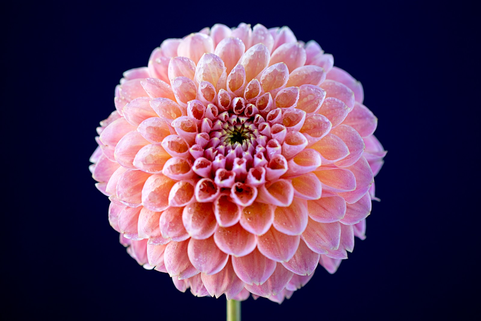 Il y a une fleur rose sur une tige avec des gouttes d'eau (fleurs de chrysanthème, fleur rose, arrière plan sombre, gros plan, macro)