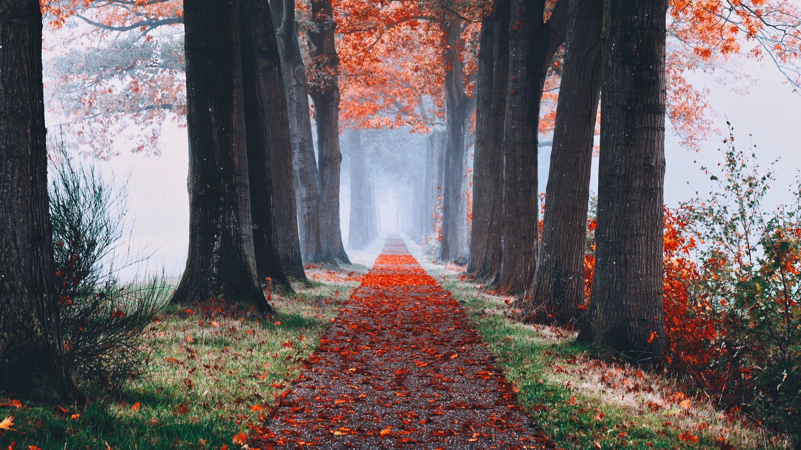 Un chemin à travers une forêt avec des arbres et des feuilles au sol (plante, personnes dans la nature, botanique, paysage naturel, environnement naturel)