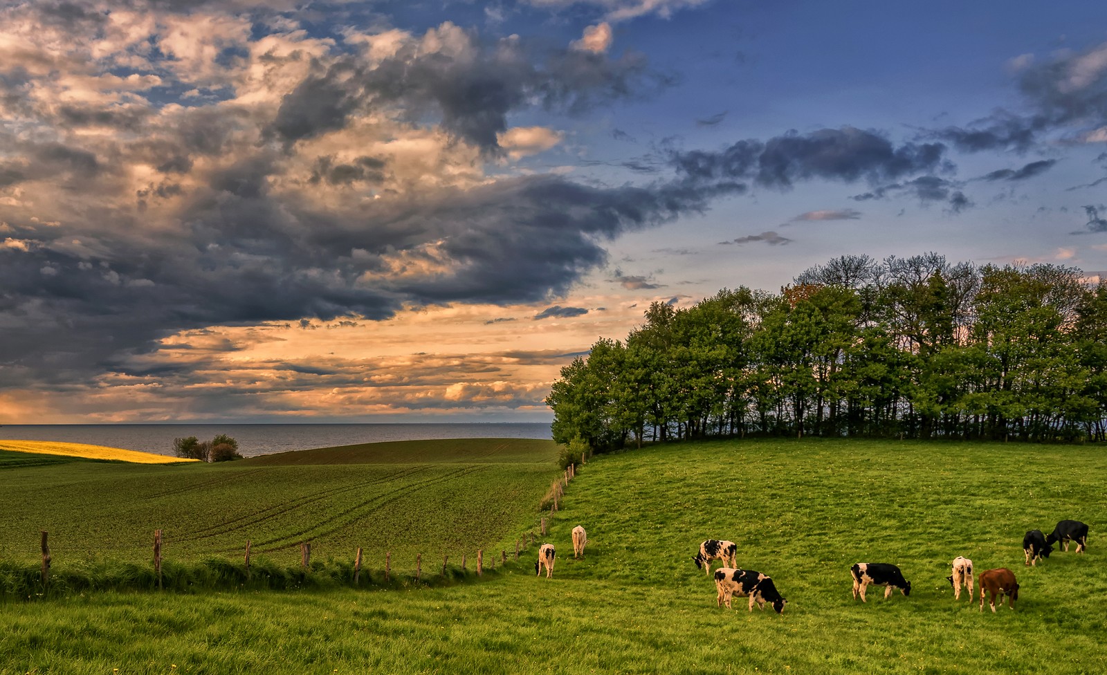 germany, grassland, nature, meadow, pasture wallpaper