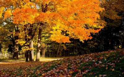 Autumn Maple Grove with Vibrant Orange Leaves