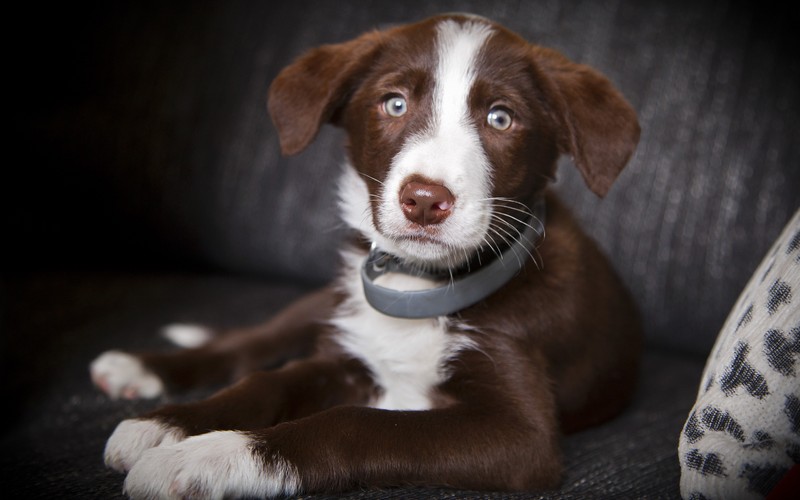 Щенок сидит на диване в ошейнике (бордер колли, border collie, щенок, порода собак, собака)