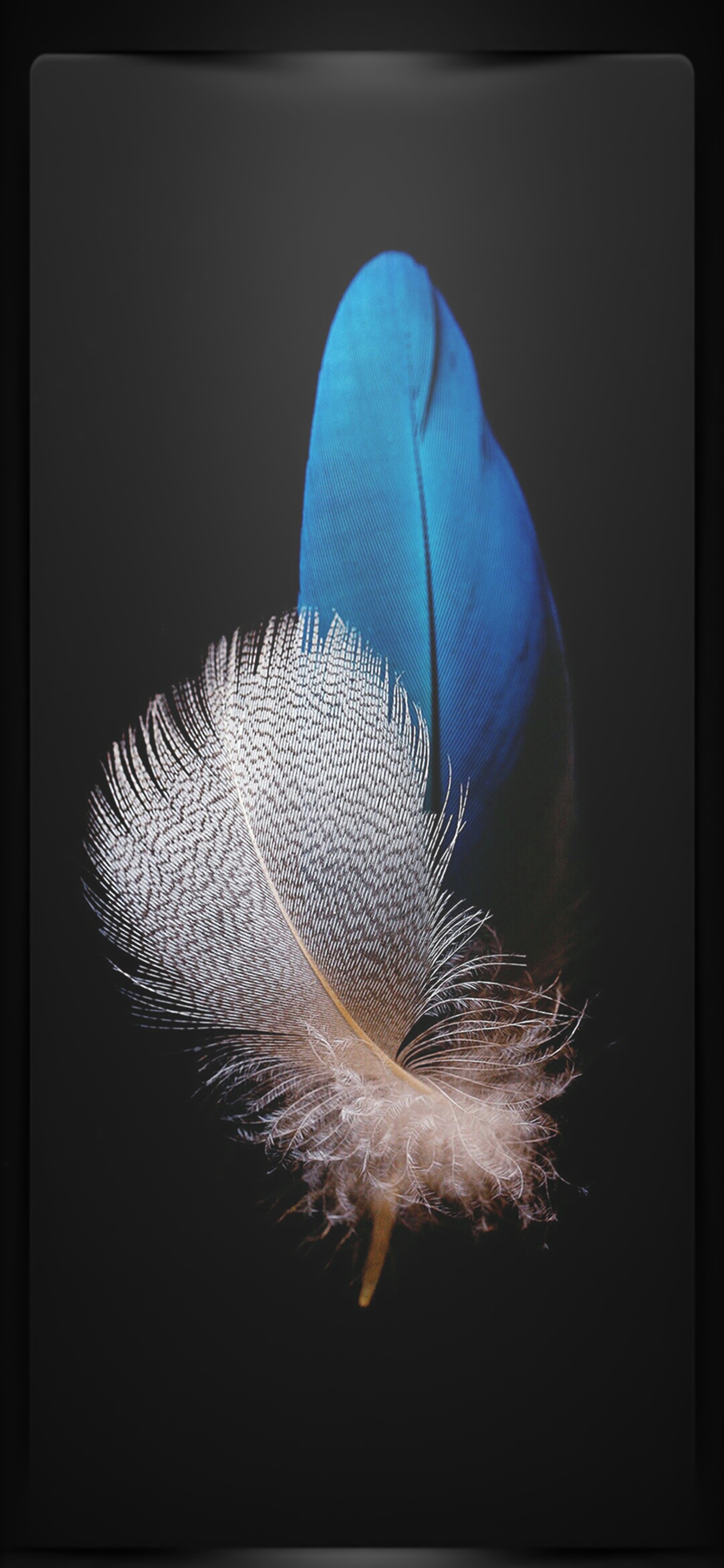 There is a blue feather that is laying on a black surface (feather, petal, terrestrial plant, art, twig)