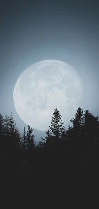 atmosphere, natural landscape, world, branch, moon wallpaper