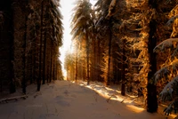 Sentier forestier d'hiver ensoleillé