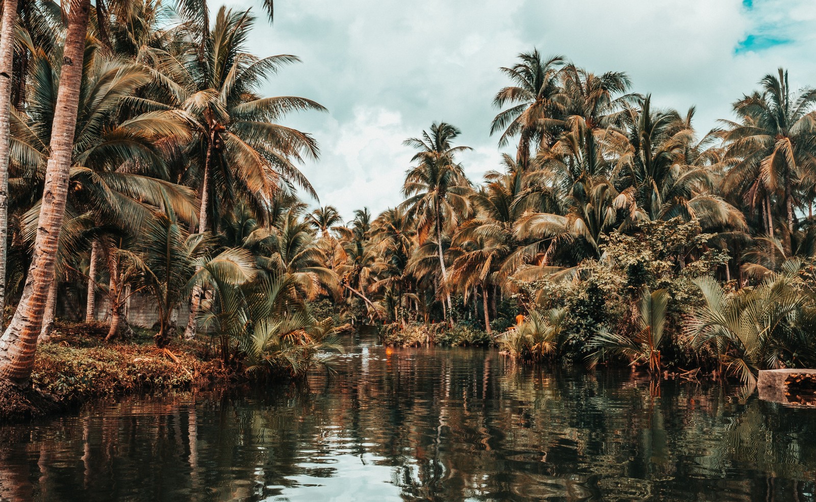 A boat traveling down a river surrounded by palm trees (tree, palm tree, vegetation, plant, reflection)