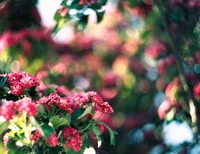 Flores rosas vibrantes en un suave fondo bokeh