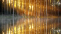 Golden Sunlight Filtering Through Forest Trees Reflected in a Misty Mirror Lake