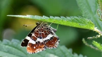 pieridae, insekt, motten, motten und schmetterlinge, schmetterling