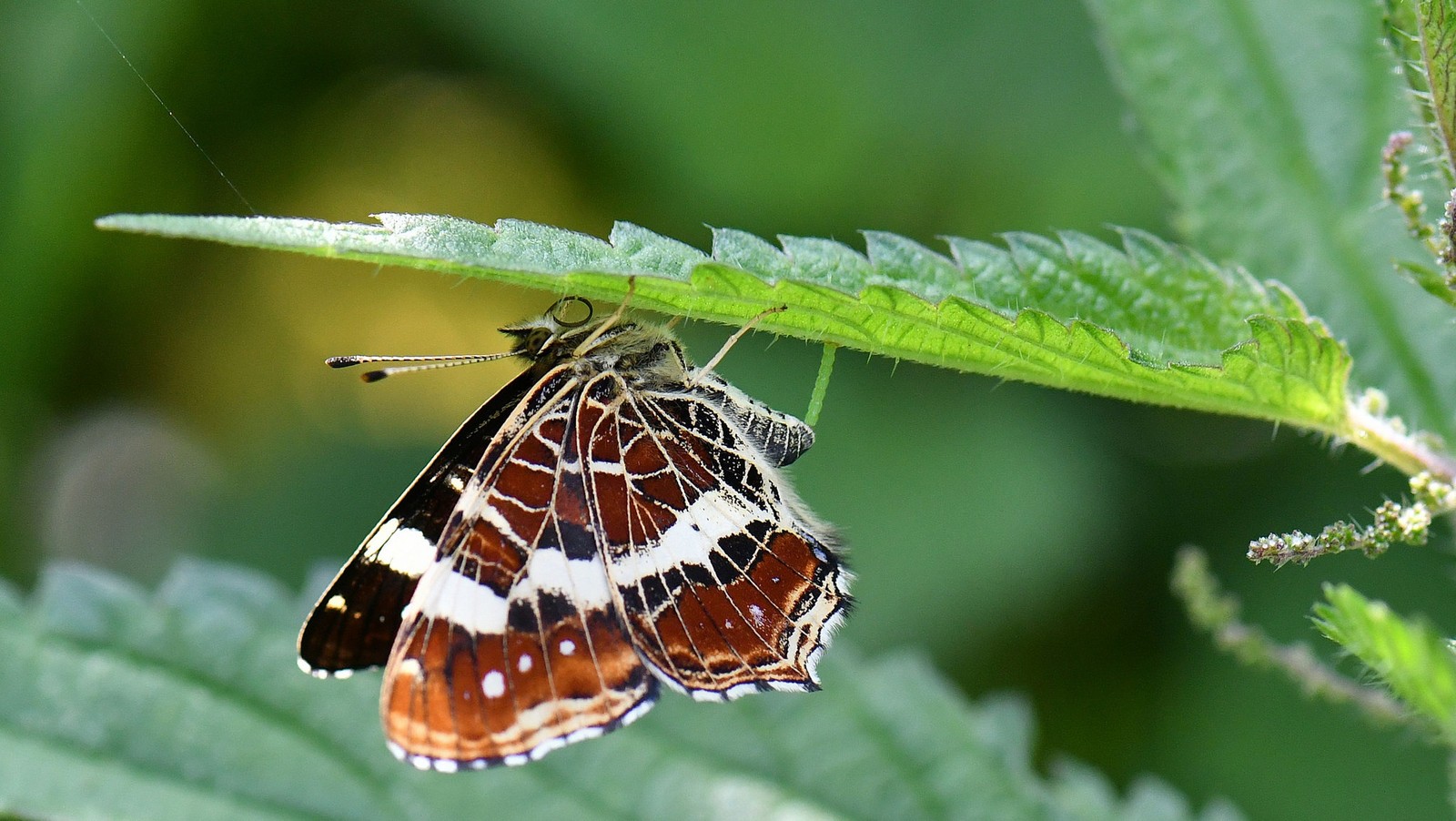 Un papillon qui se pose sur une feuille (pieridae, insecte, papillon de nuit, papillons de nuit et papillons, papillon)