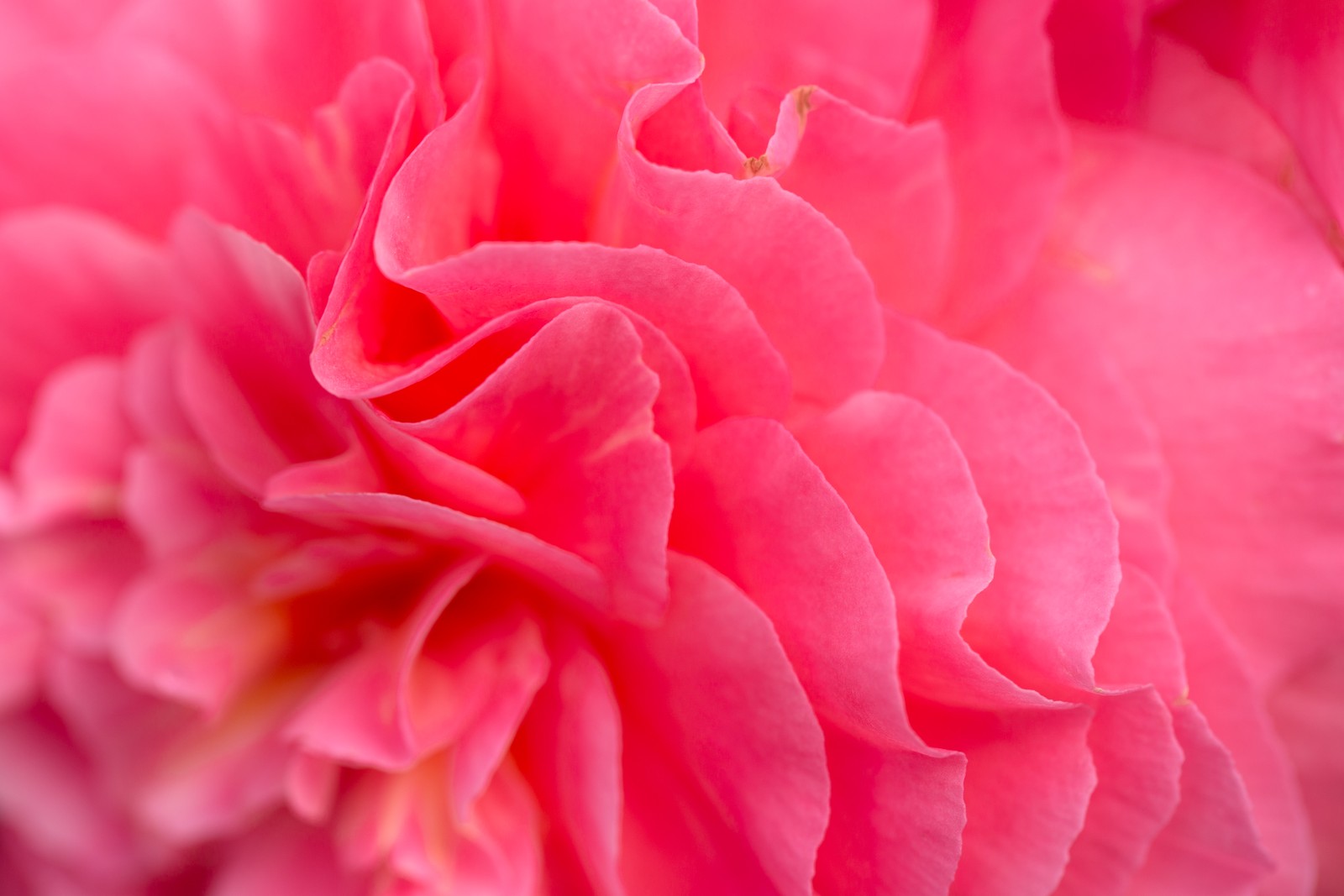 Un primer plano de una flor rosa con un centro amarillo (flor rosa, bokeh, pétalos, primer plano, fondo rosa)