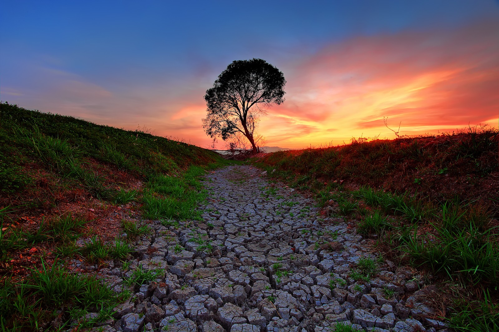 A lone tree stands on a rocky path in the middle of a grassy field (nature, tree, grass, morning, wilderness)