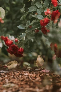 Zwei kleine Vögel zwischen lebhaften roten Rosen in einer üppigen Gartenlandschaft.