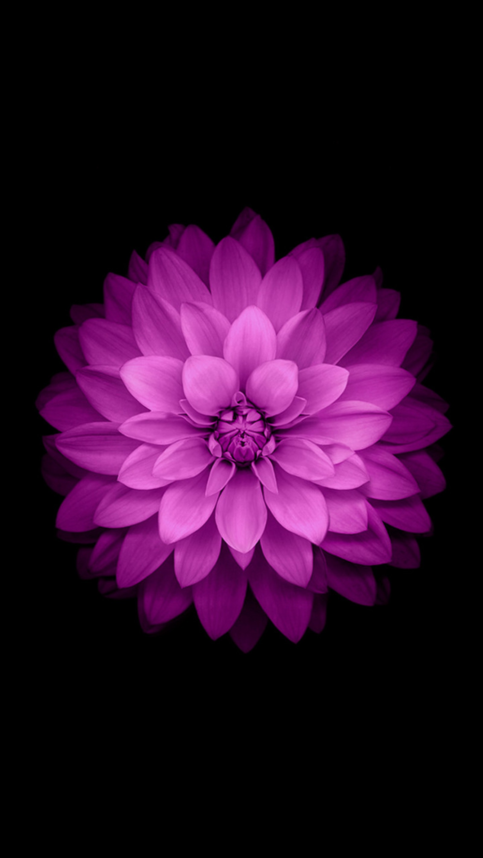 Flor morada sobre fondo negro sin nadie (manzana, predeterminado, iphone, original, más)