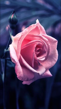 Delicate Pink Rose in Soft Focus