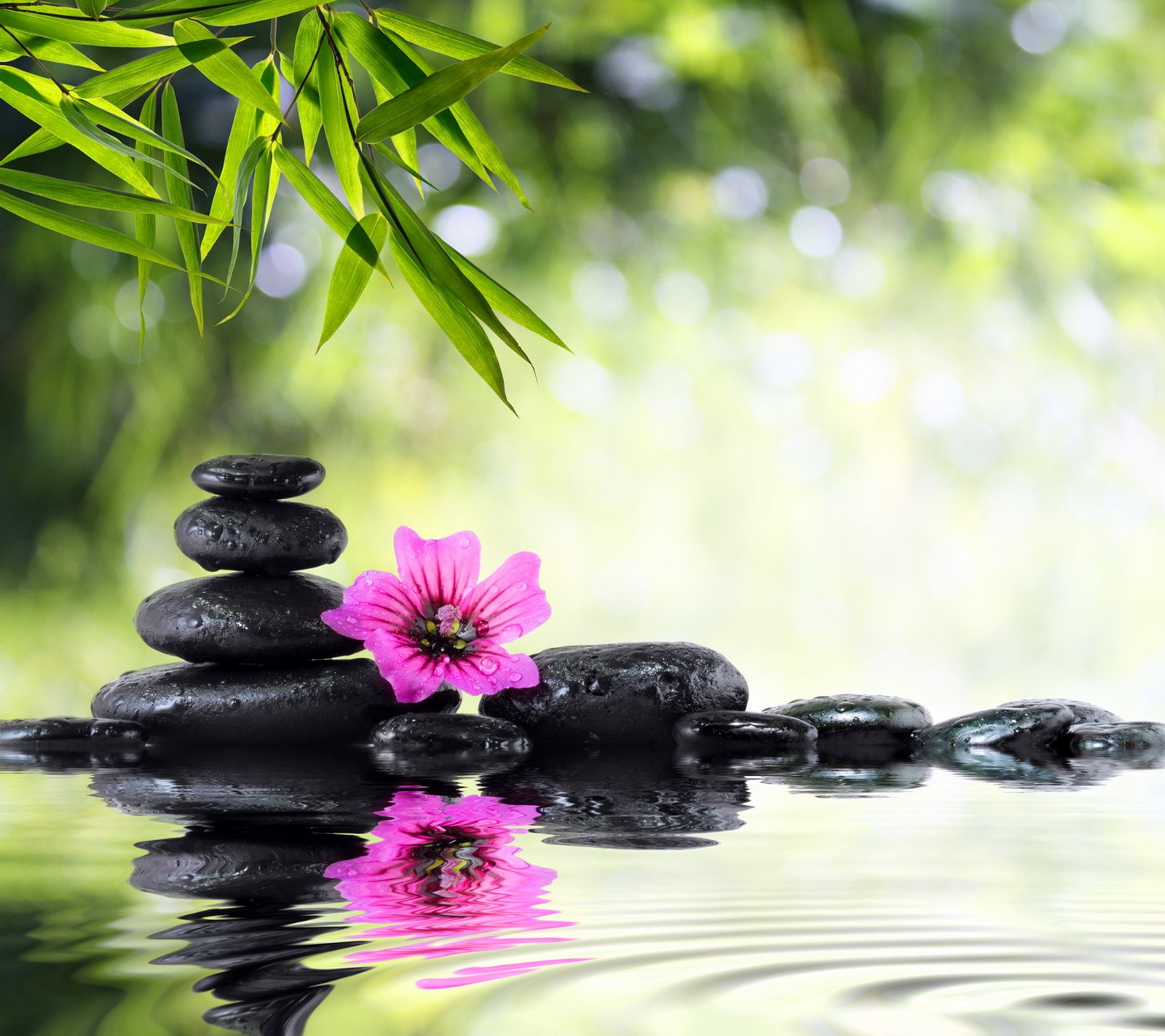 Piedras arafed y una flor rosa en el agua con hojas de bambú (flor, relajación, spa, piedras, agua)