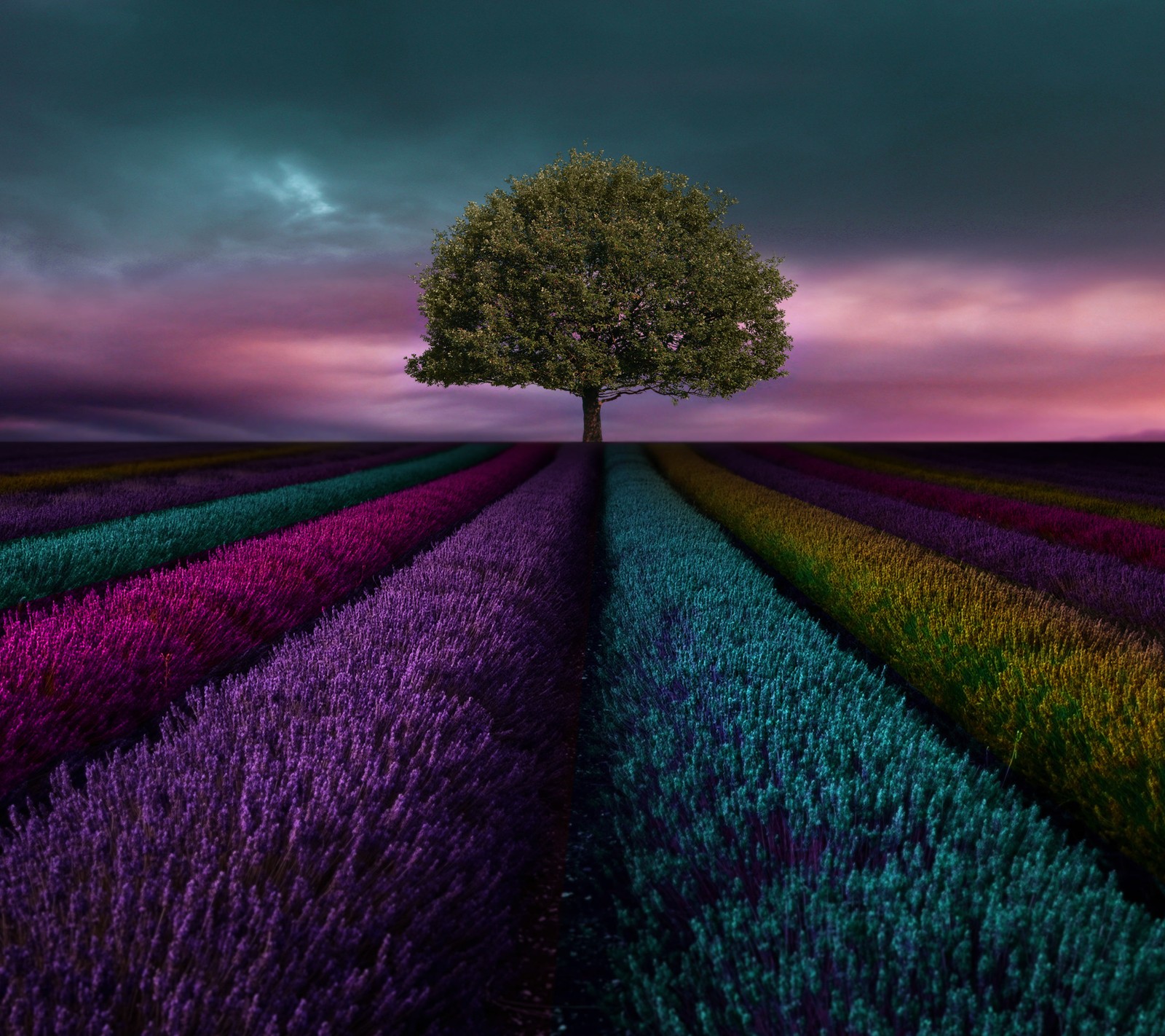 Uma árvore solitária em um campo de lavanda ao pôr do sol (campo, g5, lg, planta, árvore)