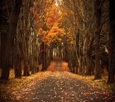 Charmanter Herbstweg umgeben von goldenen Blättern