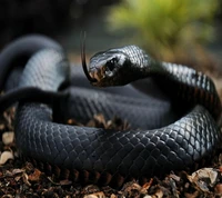 Padrões intrincados de uma cobra preta em seu habitat natural