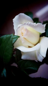 rose, white