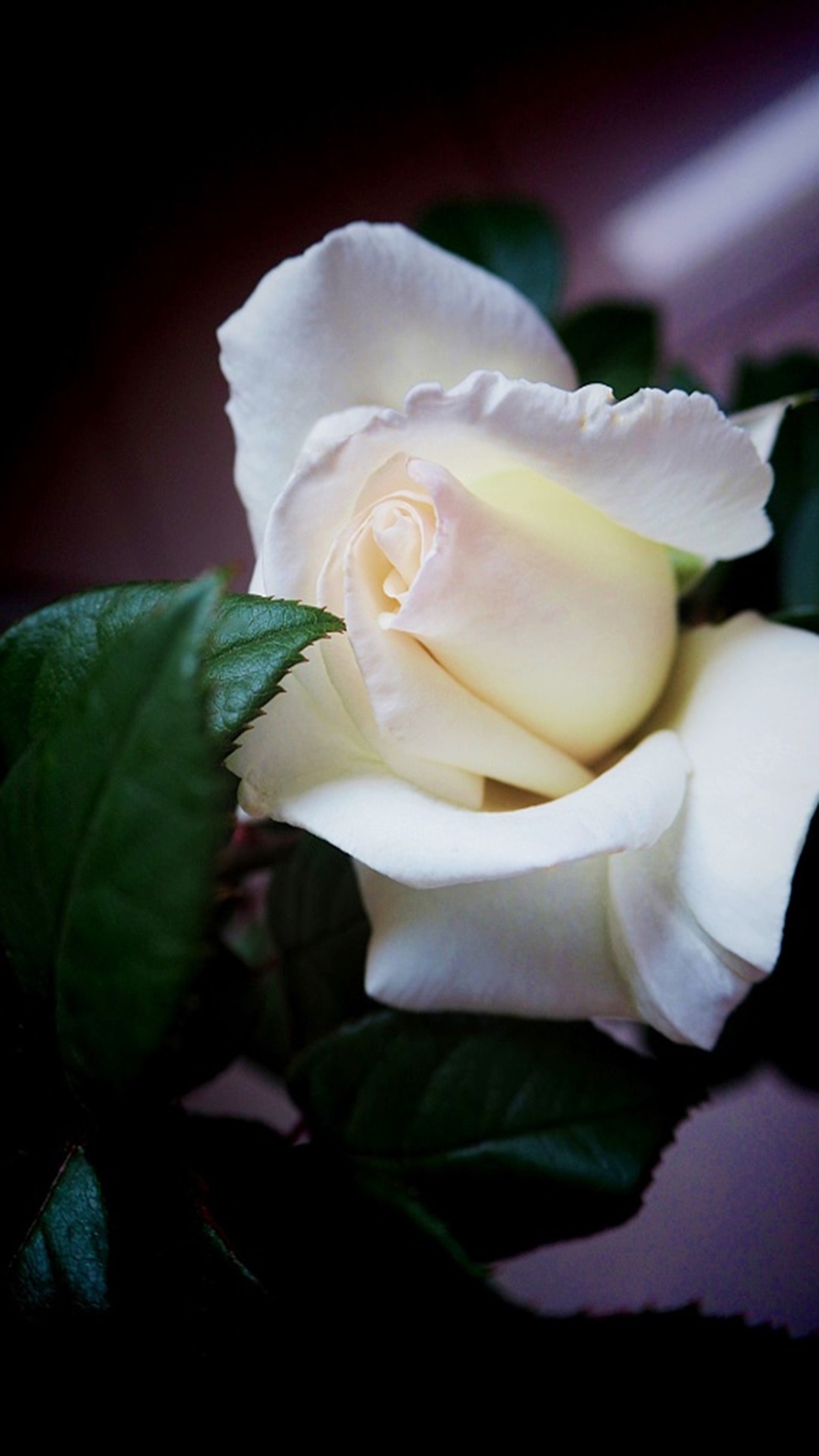 Hay una rosa blanca con hojas verdes sobre una mesa (rosa, blanco)