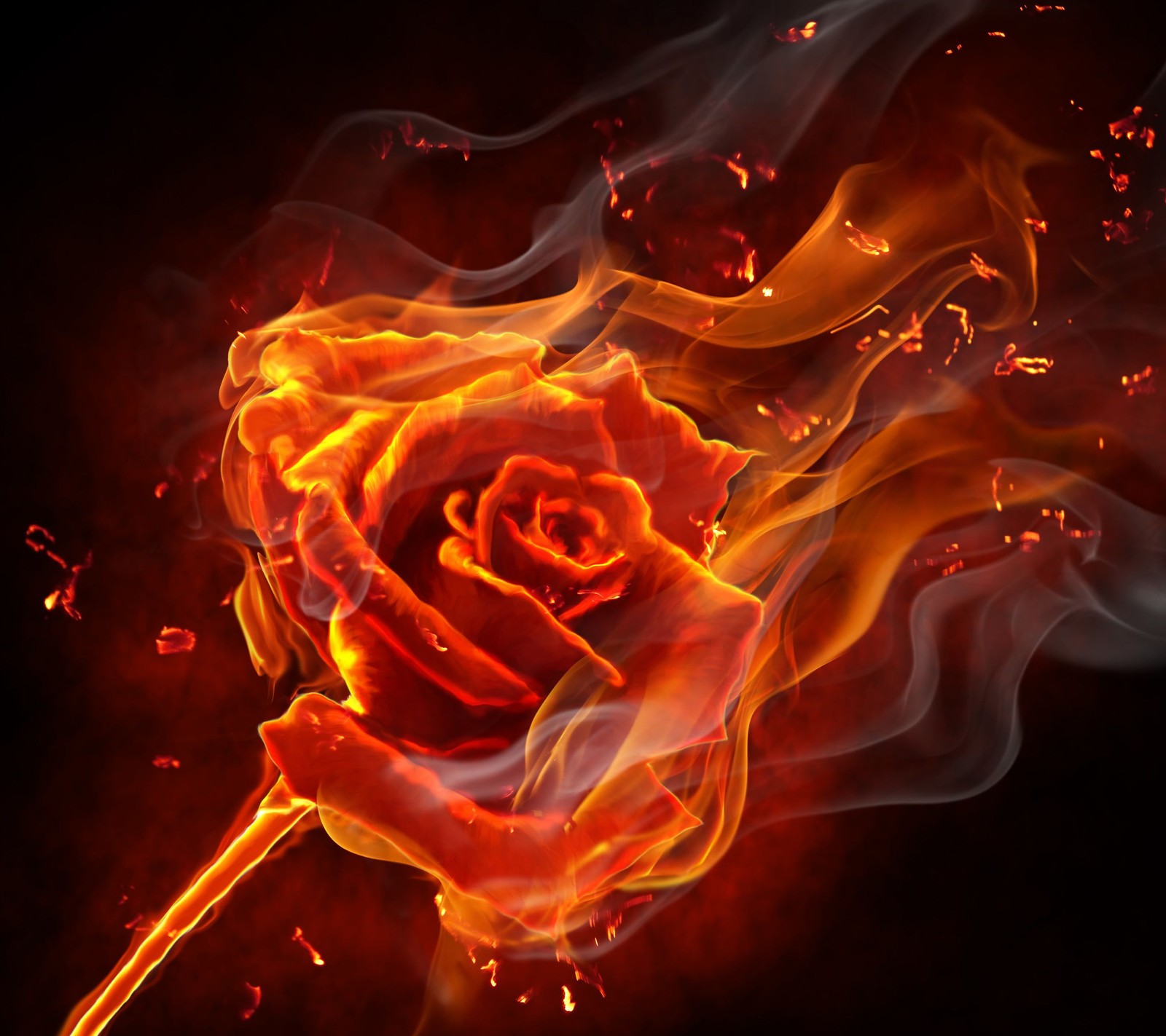 Lade feuer, flamme, blume, rose Hintergrund herunter