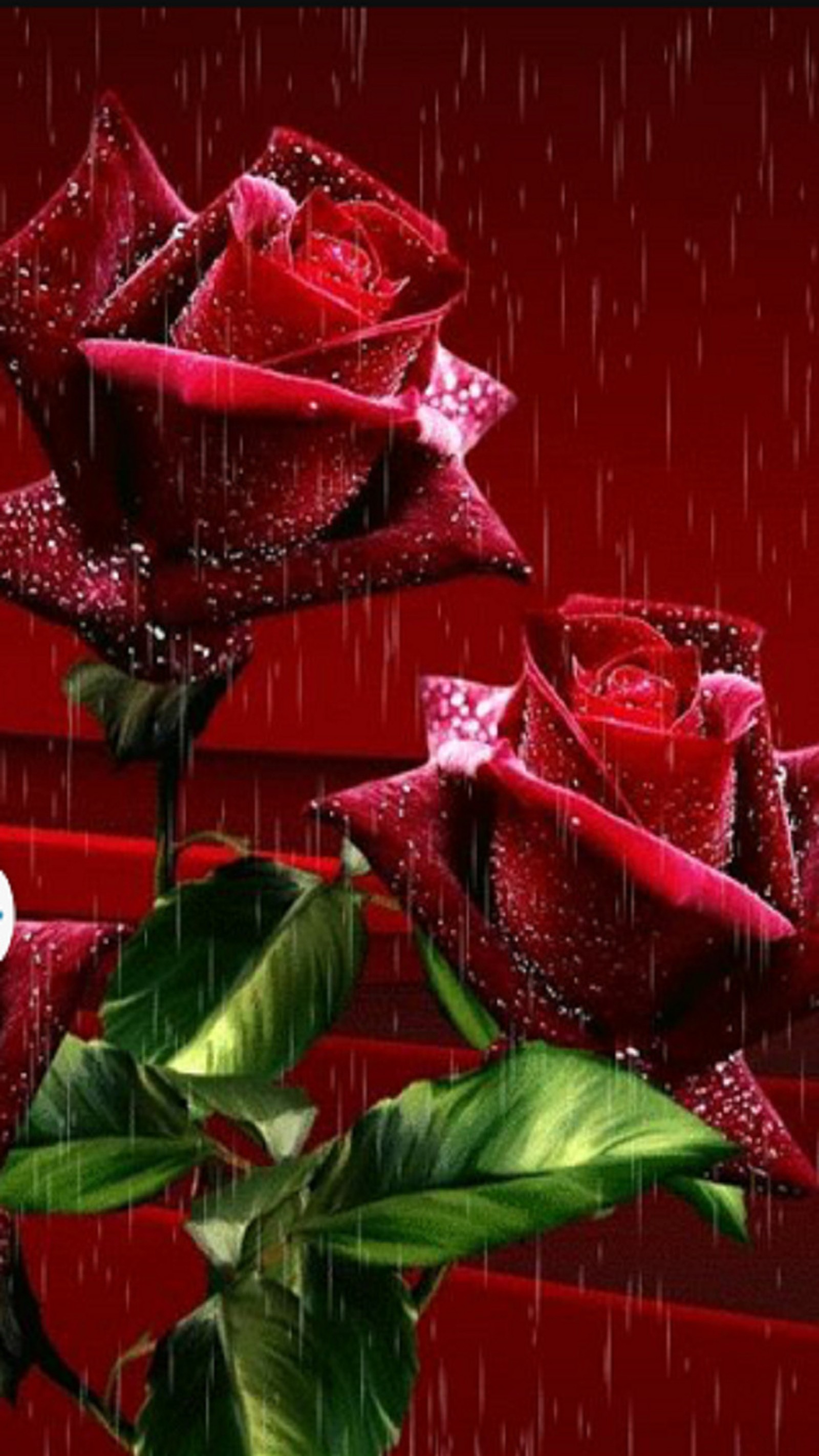 Hay dos rosas rojas que están bajo la lluvia (flores, rosas)