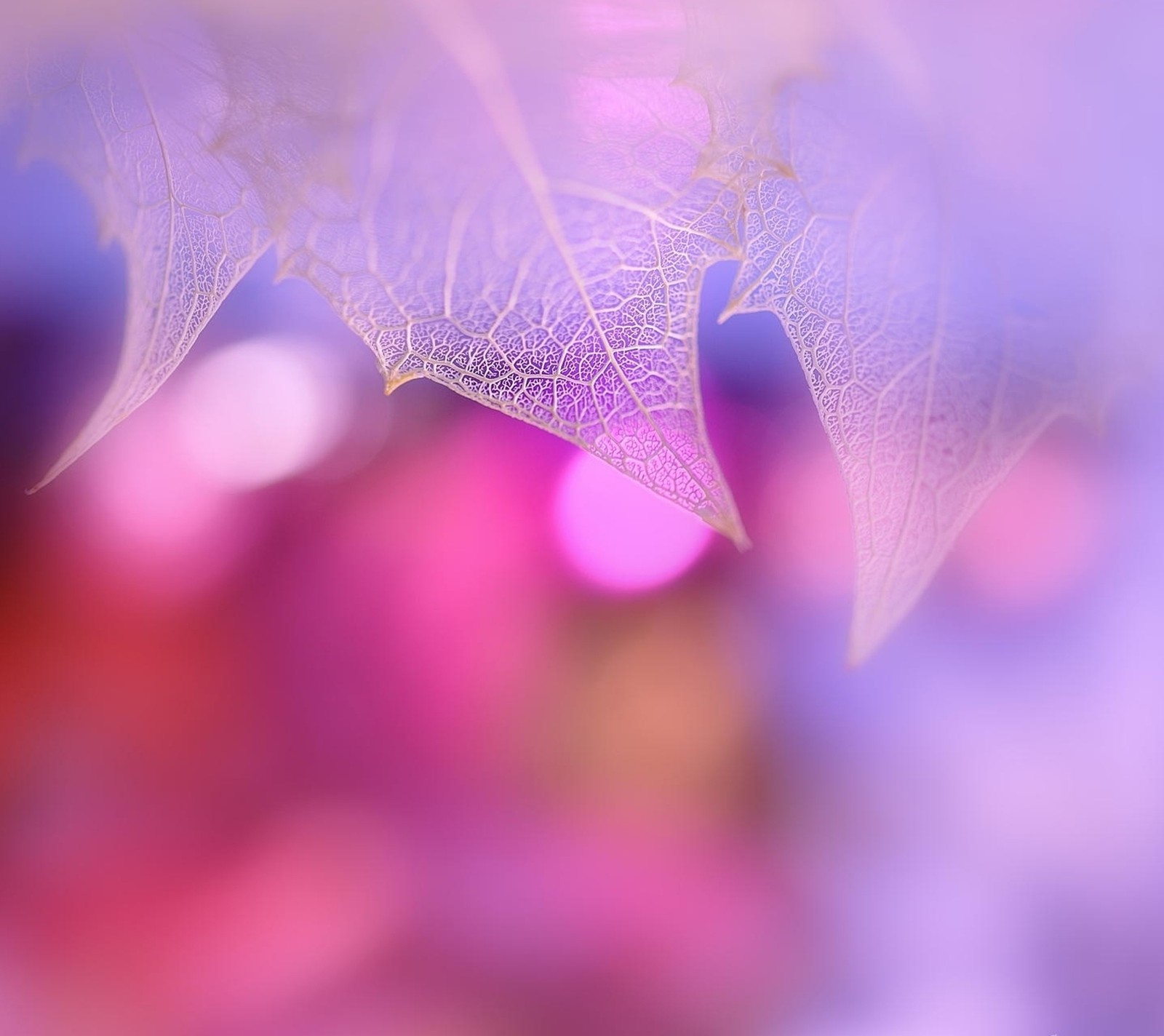 There is a blurry image of a leaf with a blurry background (abstract, leaf, poetic, purple)