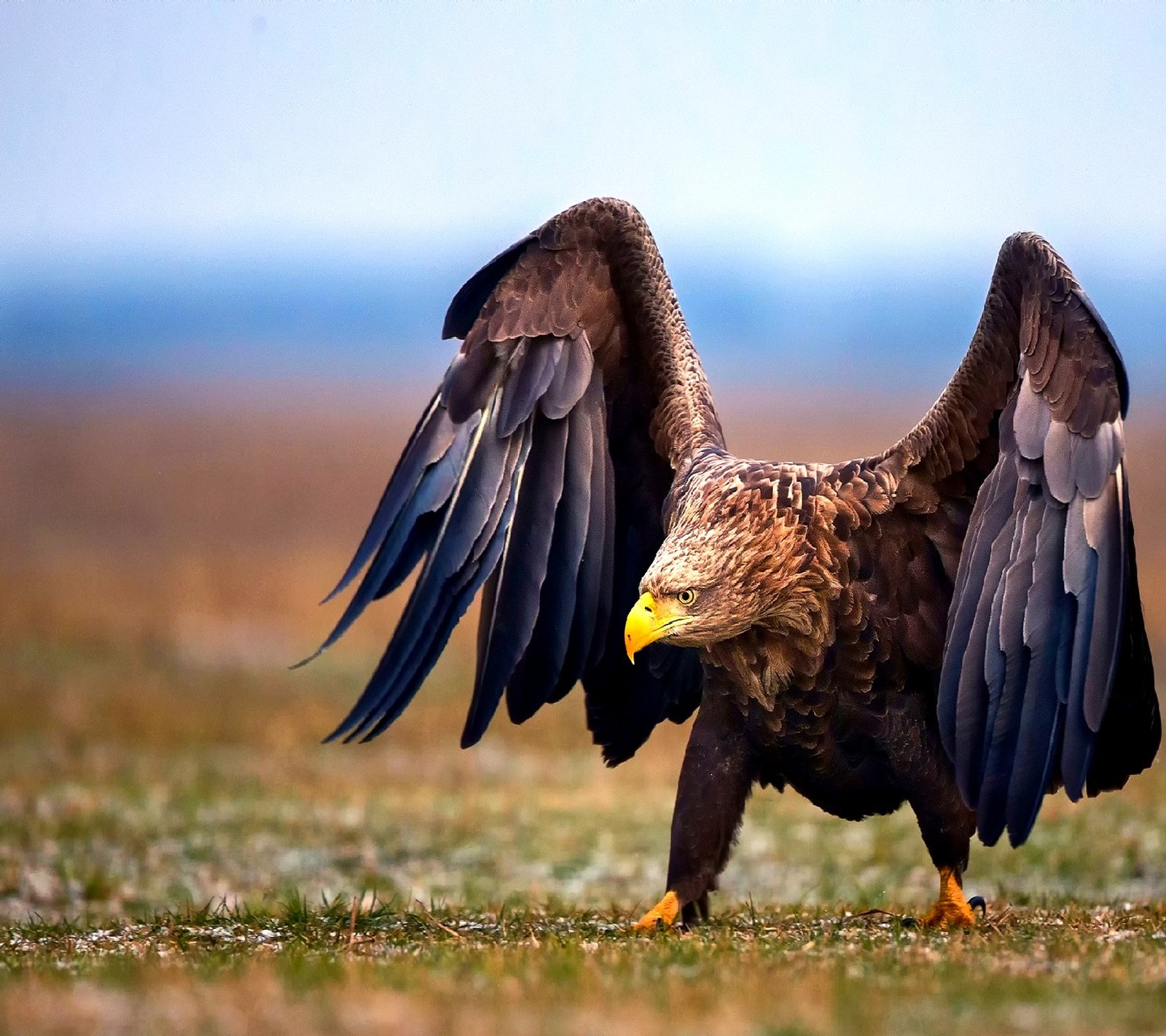 Descargar fondo de pantalla águila