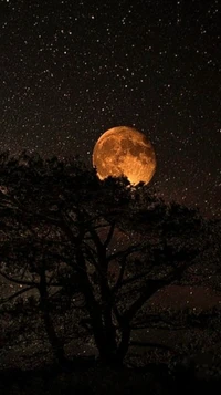 plein, lune, nature, nuit