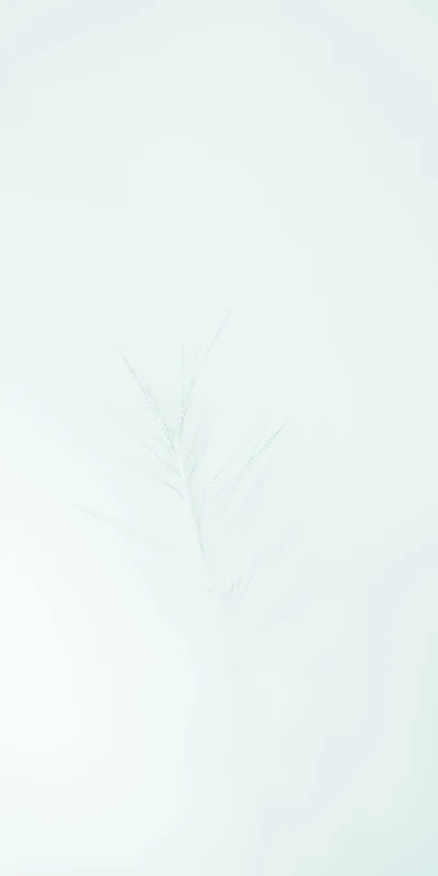 Delicate White Feather Against a Soft Background