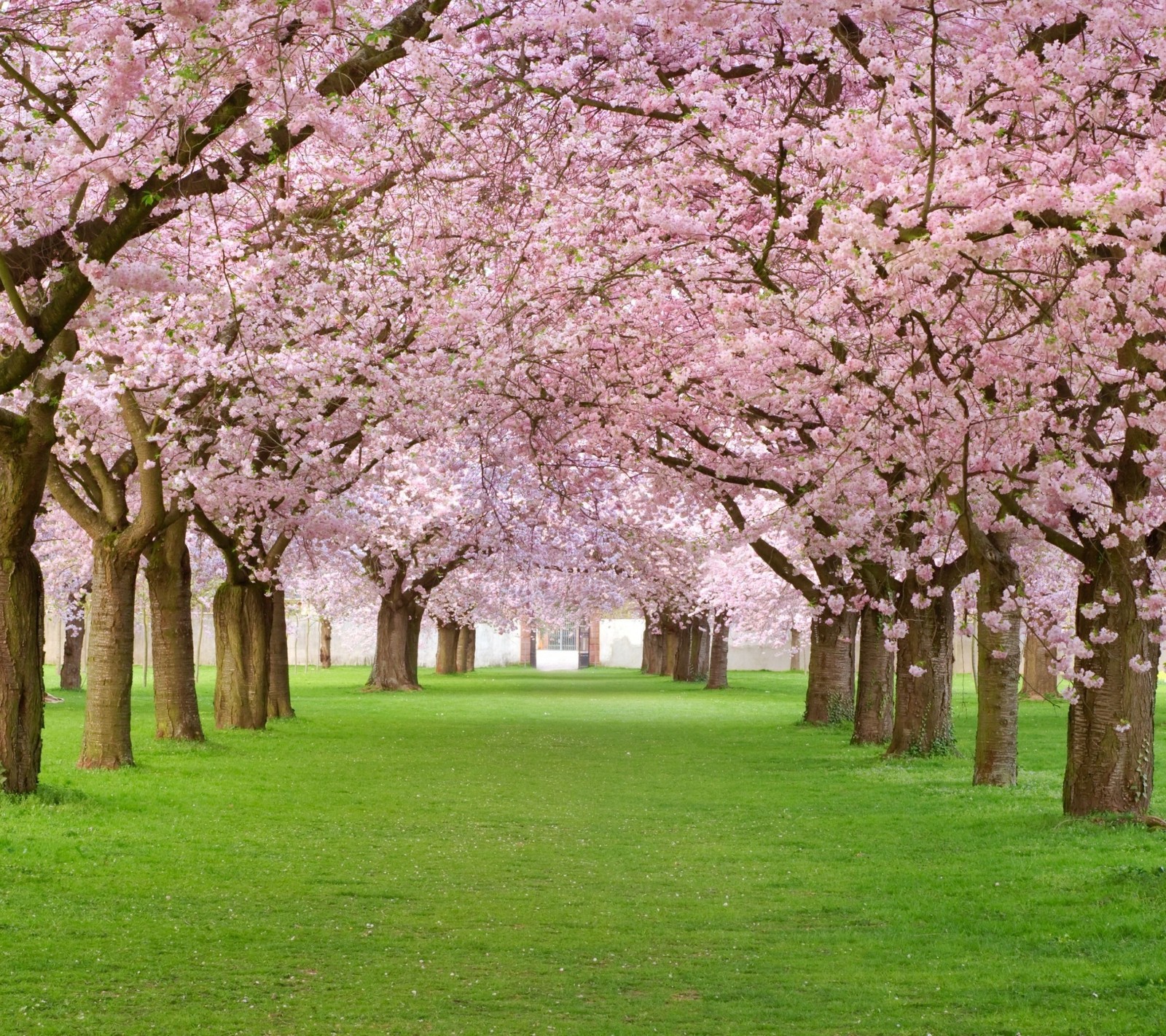 Una fila de cerezos en flor rosa en un parque con césped verde (flor, rosa)