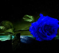 blue, flower, nature, rose